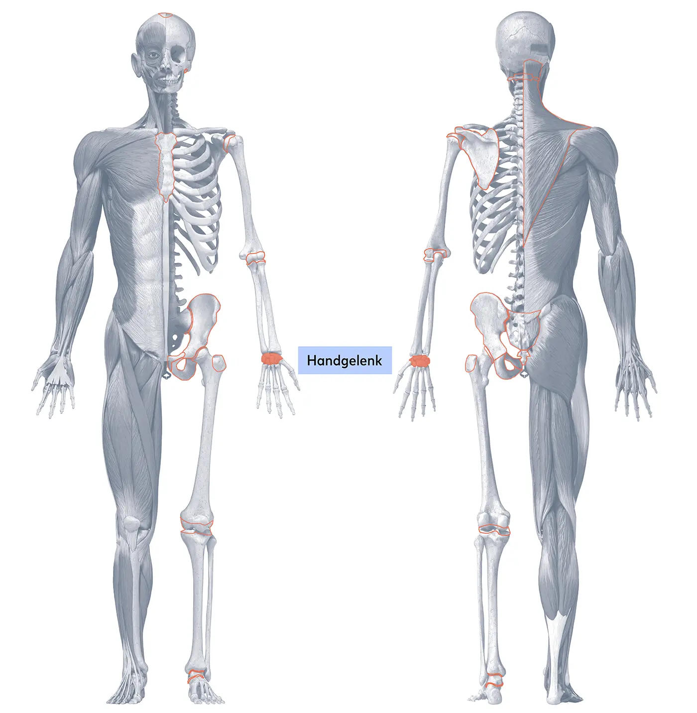 Handgelenk